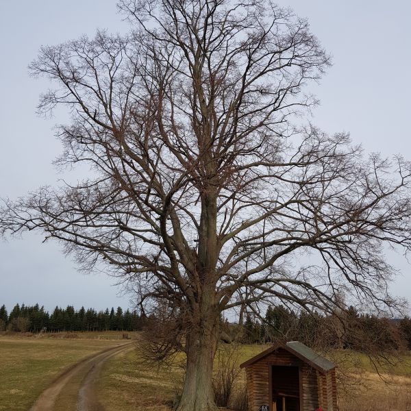 AL010 Linde Blockhütte Elend 01
Frühling ohne Laub