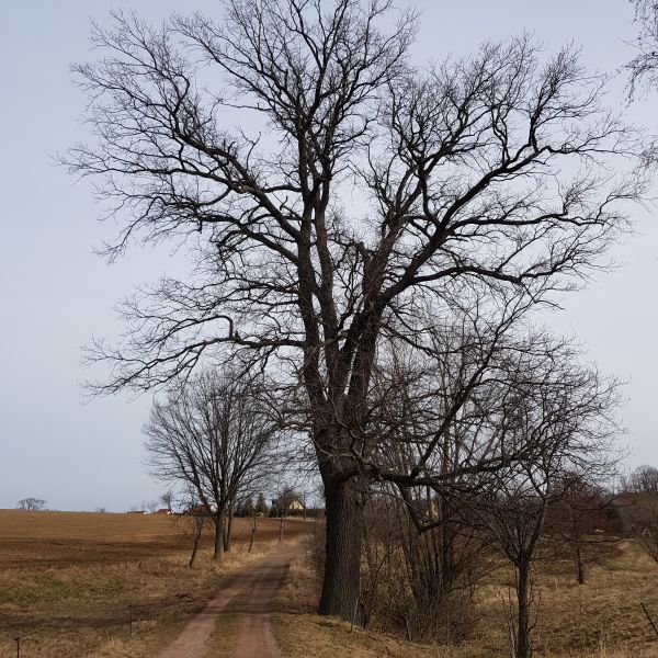 AL011 Eiche alte Poststraße Reinholdshain 01
Frühling ohne Laub