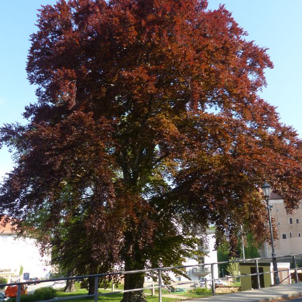 AL015 / SD111 Blutbuche im Schlosspark Dippoldiswalde
Frühjahr mit Laub