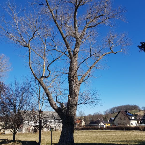 fg 008 Schwarzpappel Oberbobritzsch 01
Baum Frühjahr ohne Laub