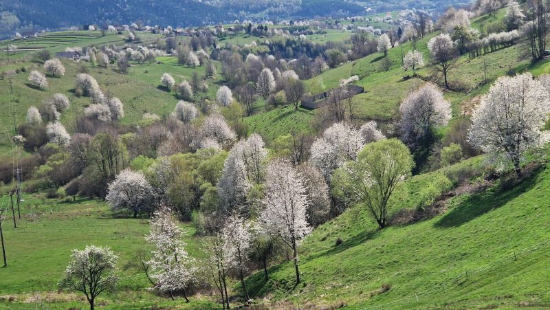 Polana Frühling