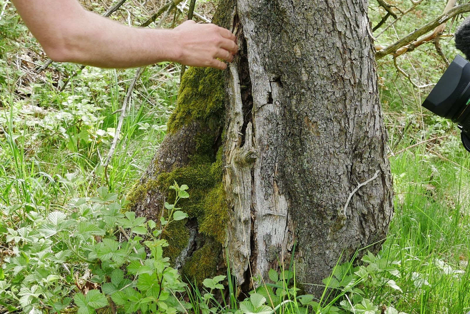 Untersuchung Wildapfel auf der Sachsenhöhe Mai 2022_2