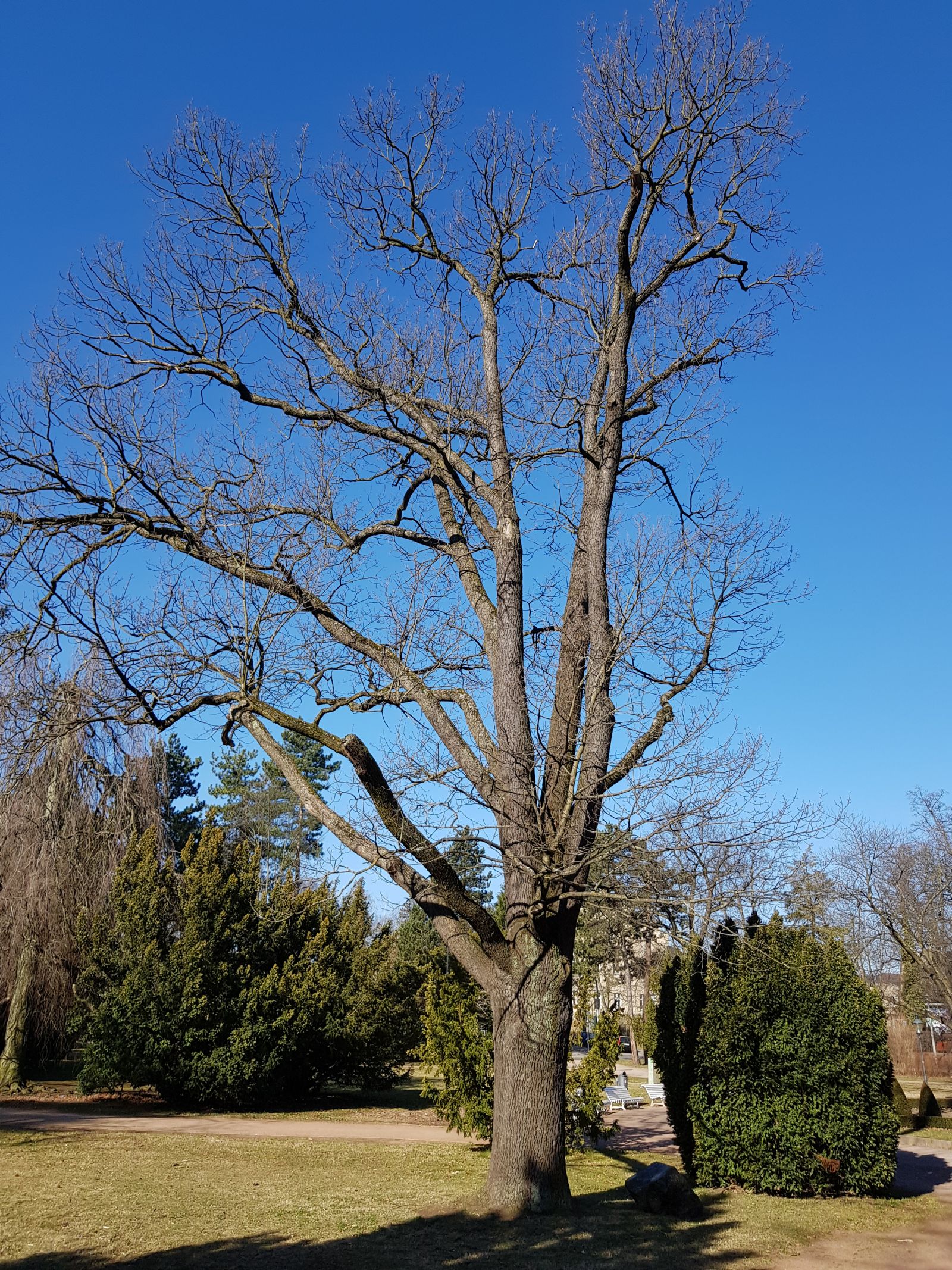 AL002_Körnereiche_Albertpark Freiberg_02
ohne Laub