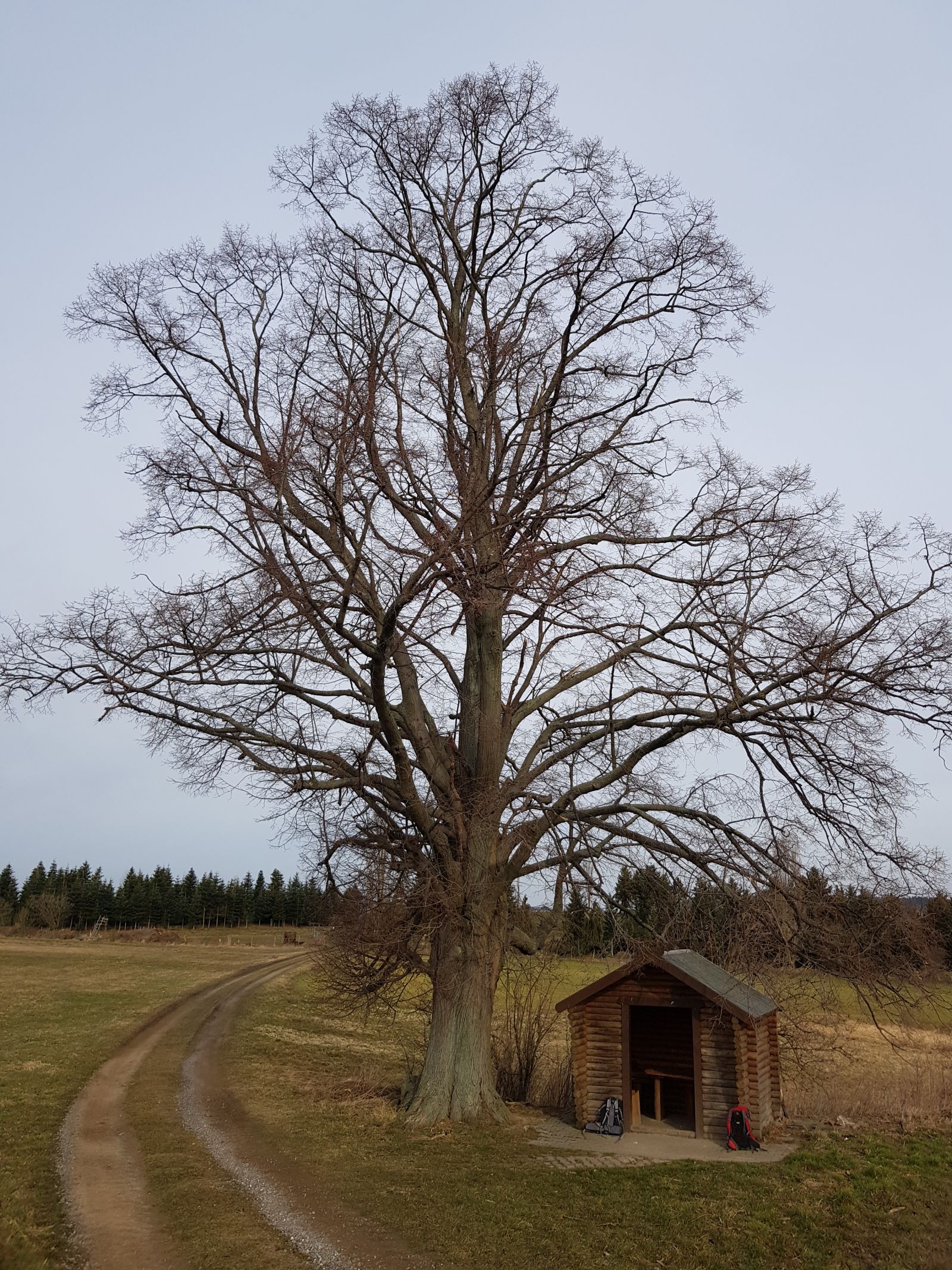 AL010 Linde Blockhütte Elend 01
Frühling ohne Laub