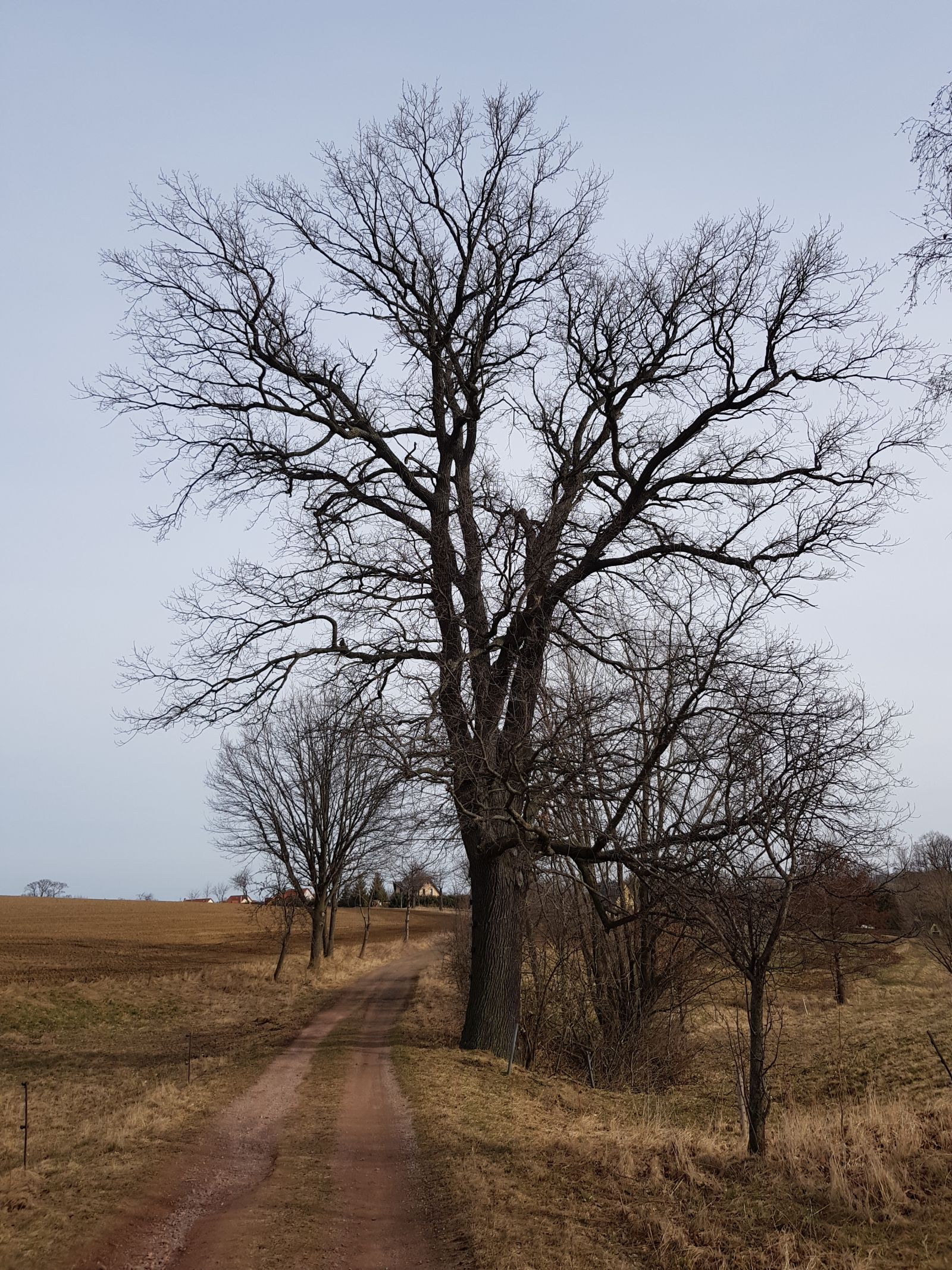 AL011 Eiche alte Poststraße Reinholdshain 01
Frühling ohne Laub