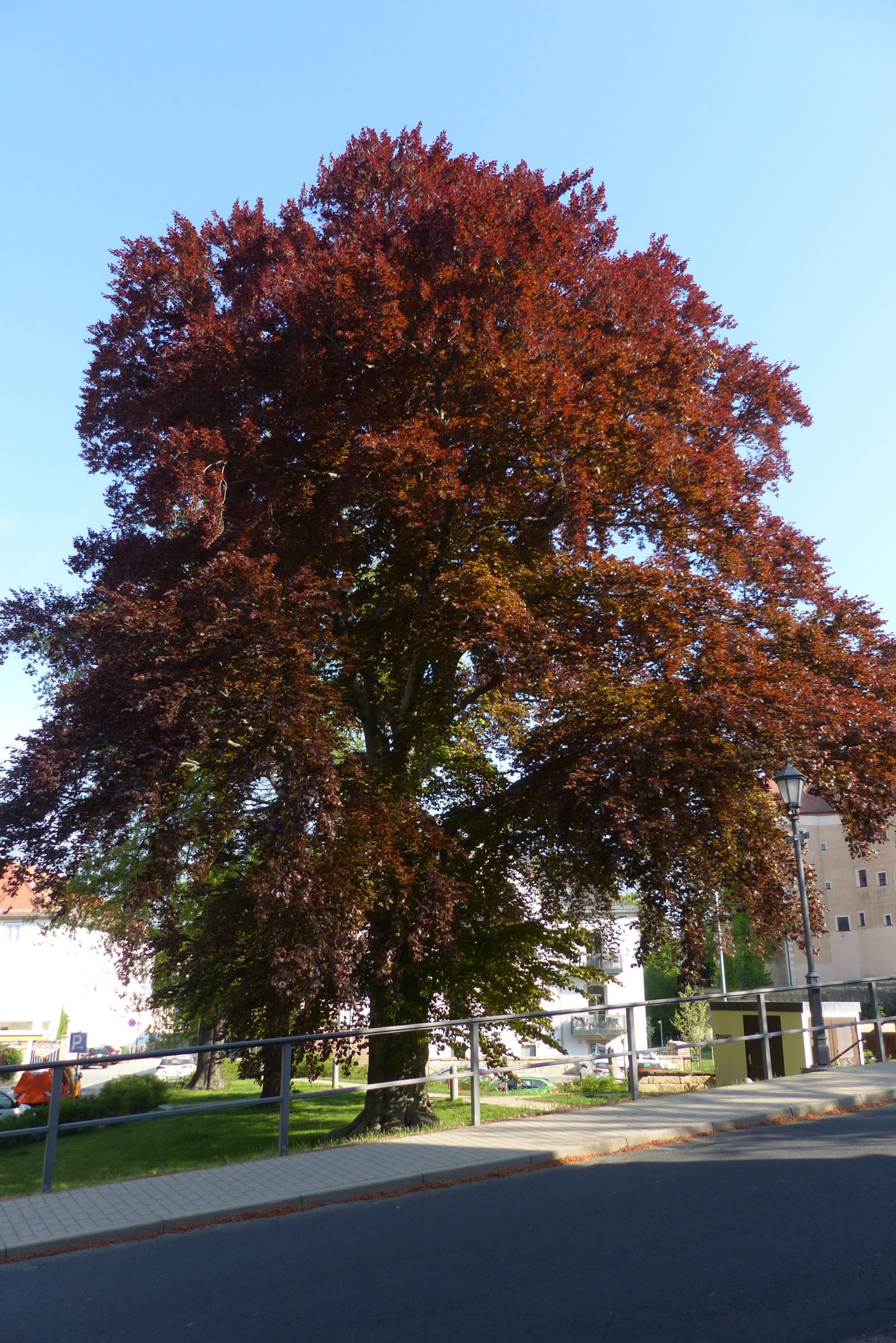 AL015 / SD111 Blutbuche im Schlosspark Dippoldiswalde
Frühjahr mit Laub